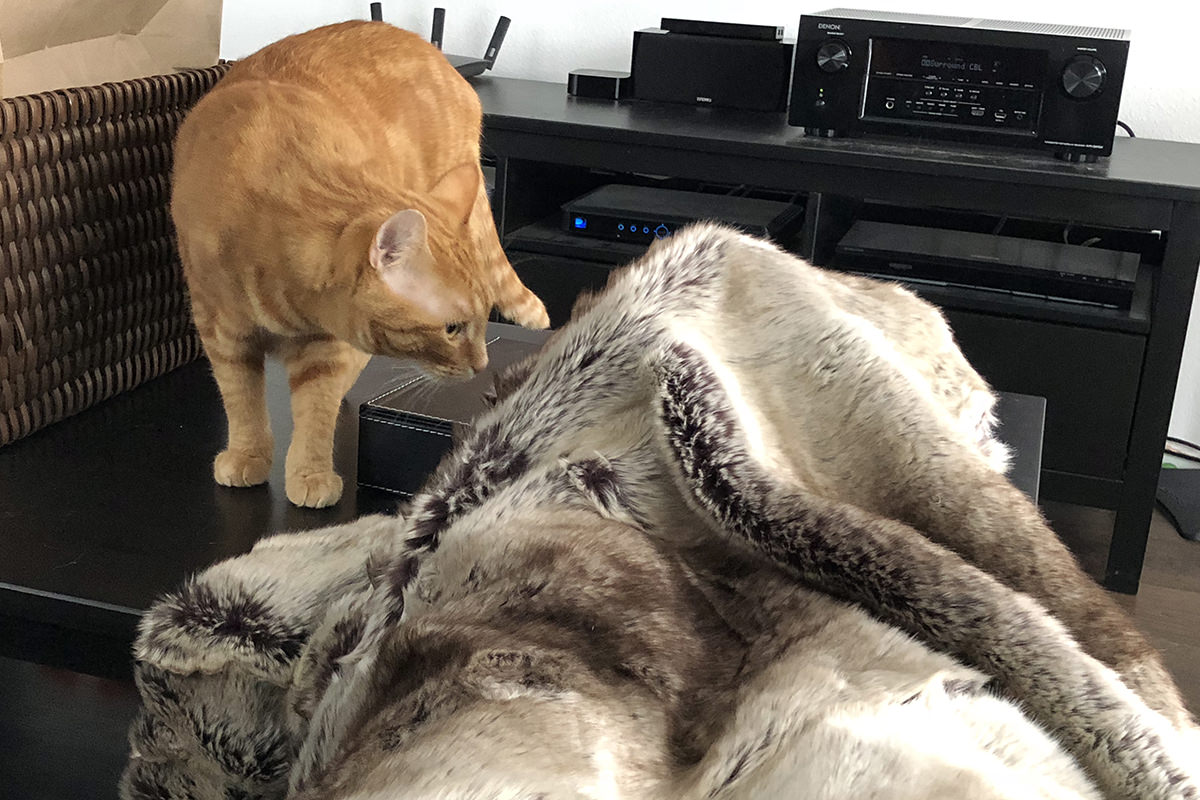 My Cats and the Blanket Monster