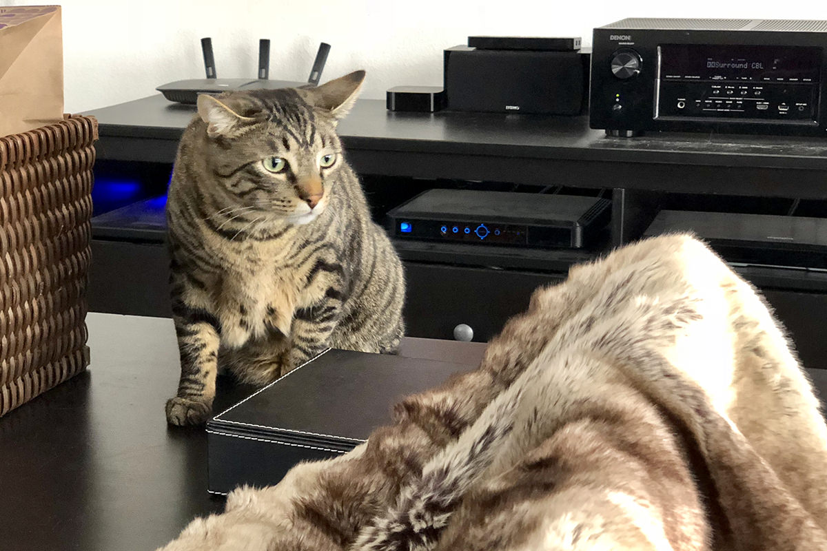 My Cats and the Blanket Monster