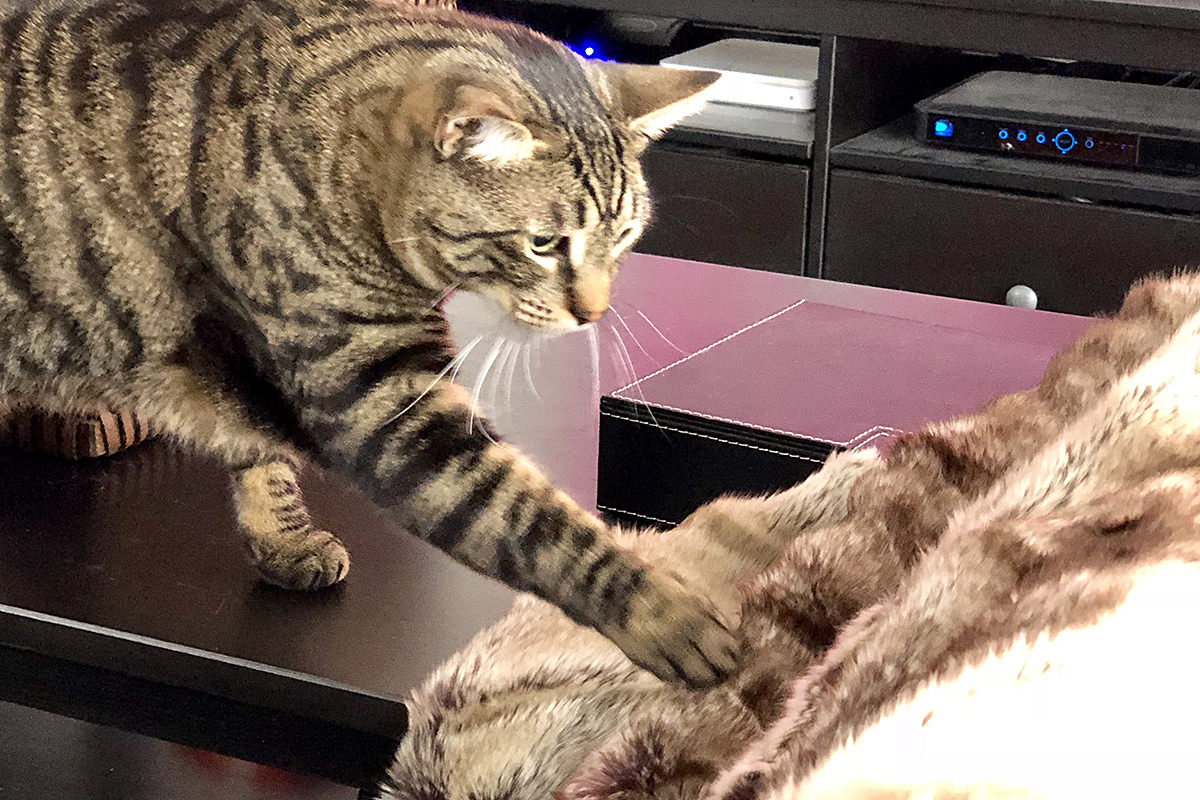 My Cats and the Blanket Monster