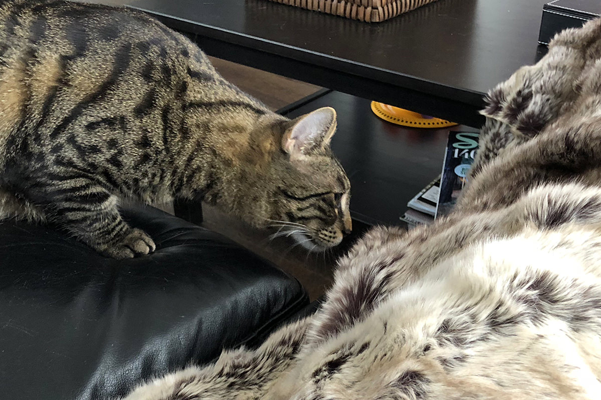 My Cats and the Blanket Monster