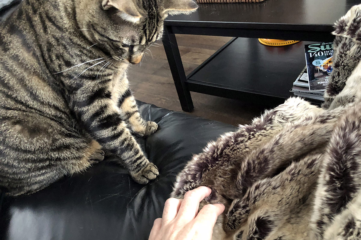 My Cats and the Blanket Monster