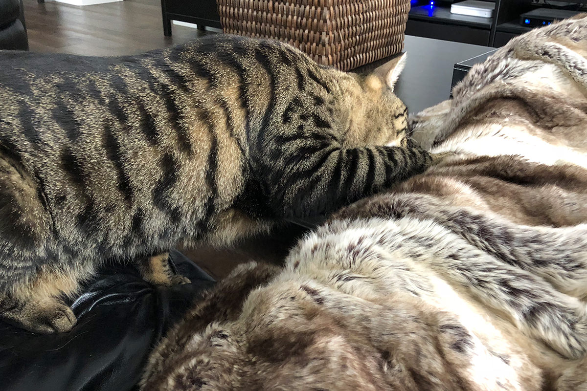 My Cats and the Blanket Monster