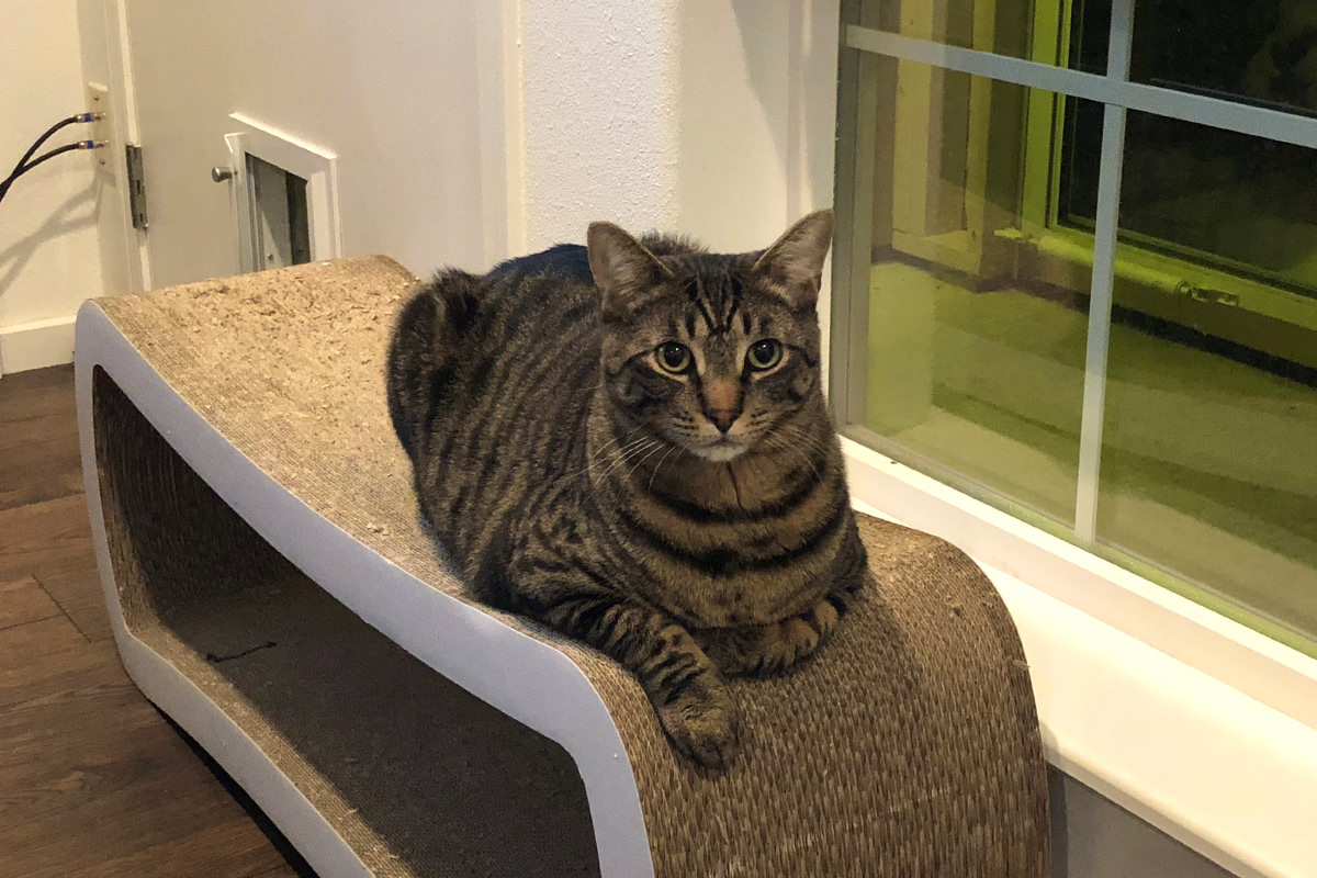 Jake On the Scratcher Lounger