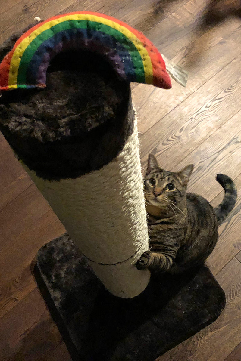 Jake's New Scratching Post