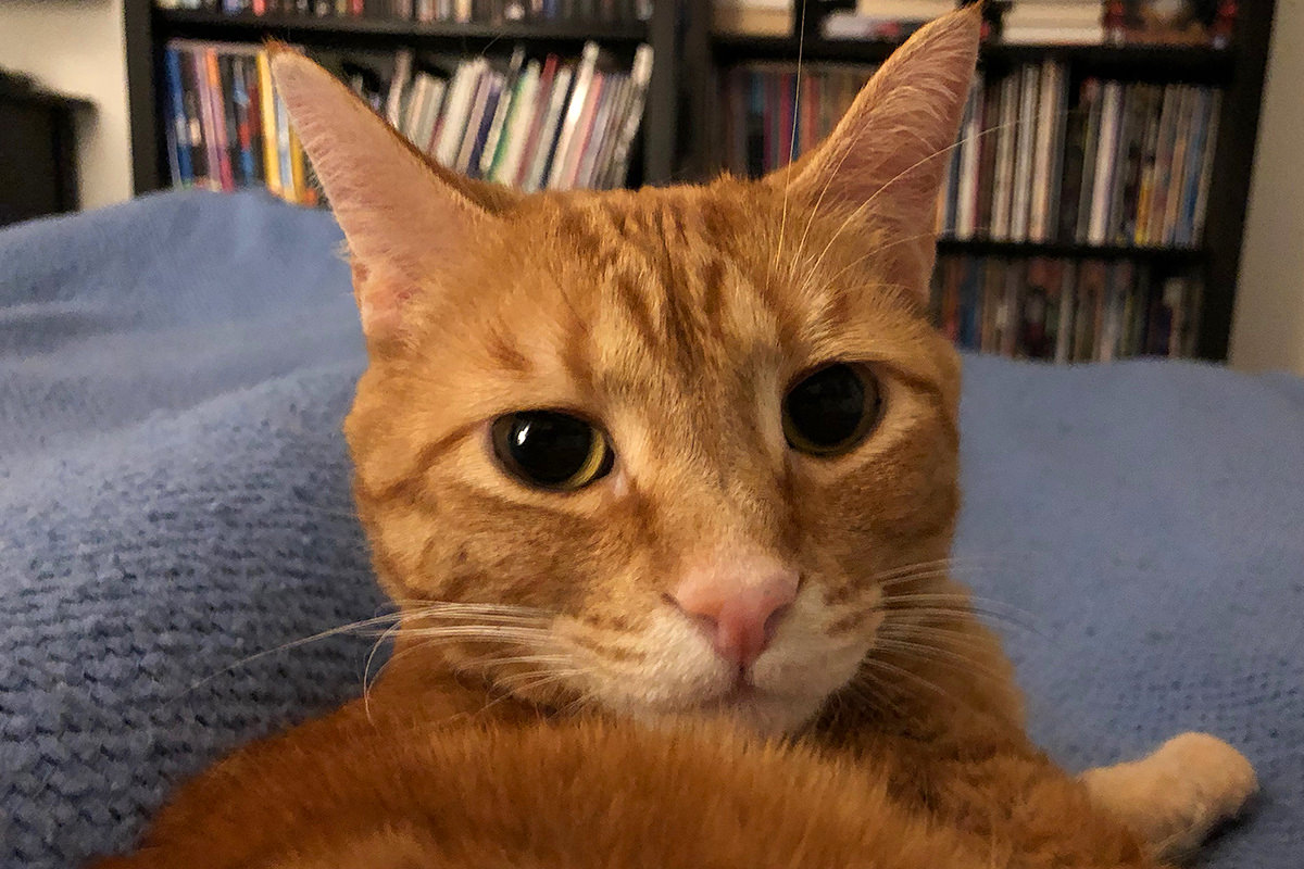 Jenny on the Electric Blanket