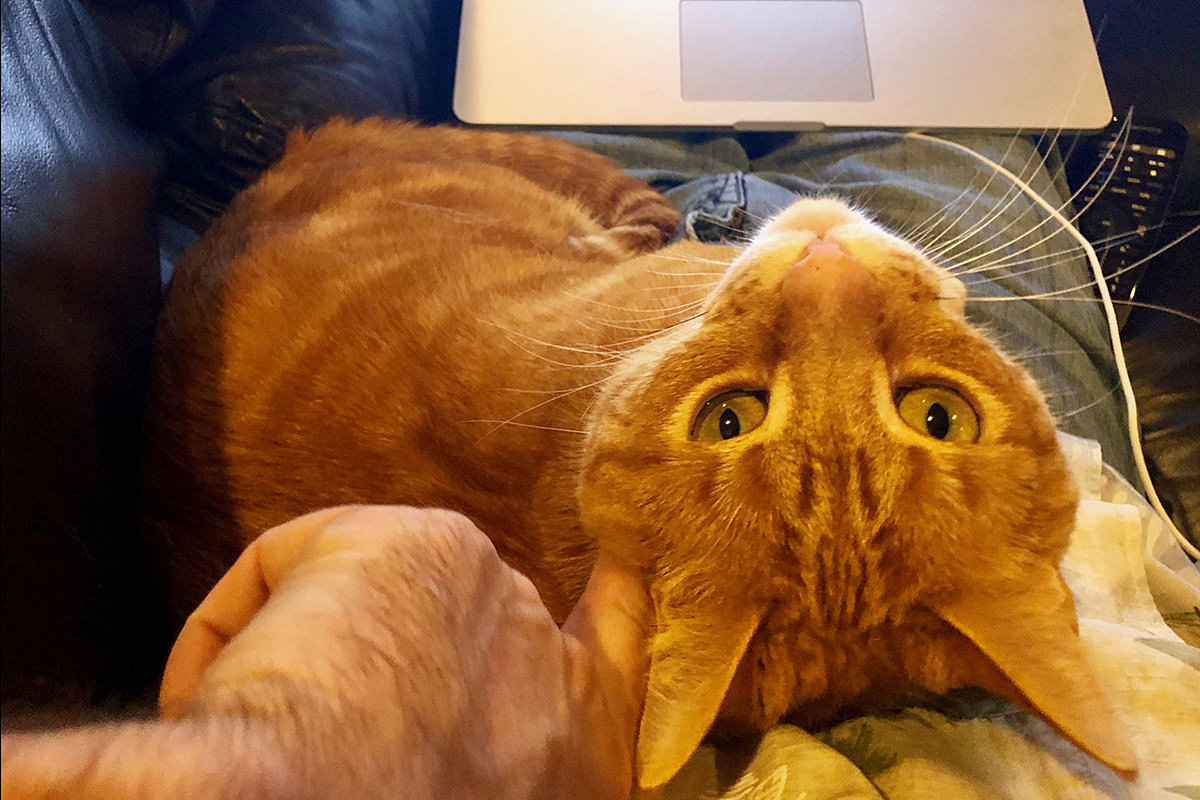 Jenny LapCat