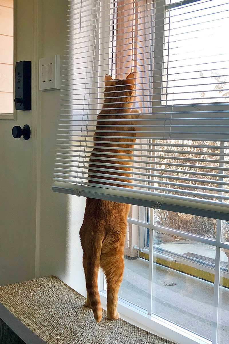 Jenny Watching Flies in the Catio