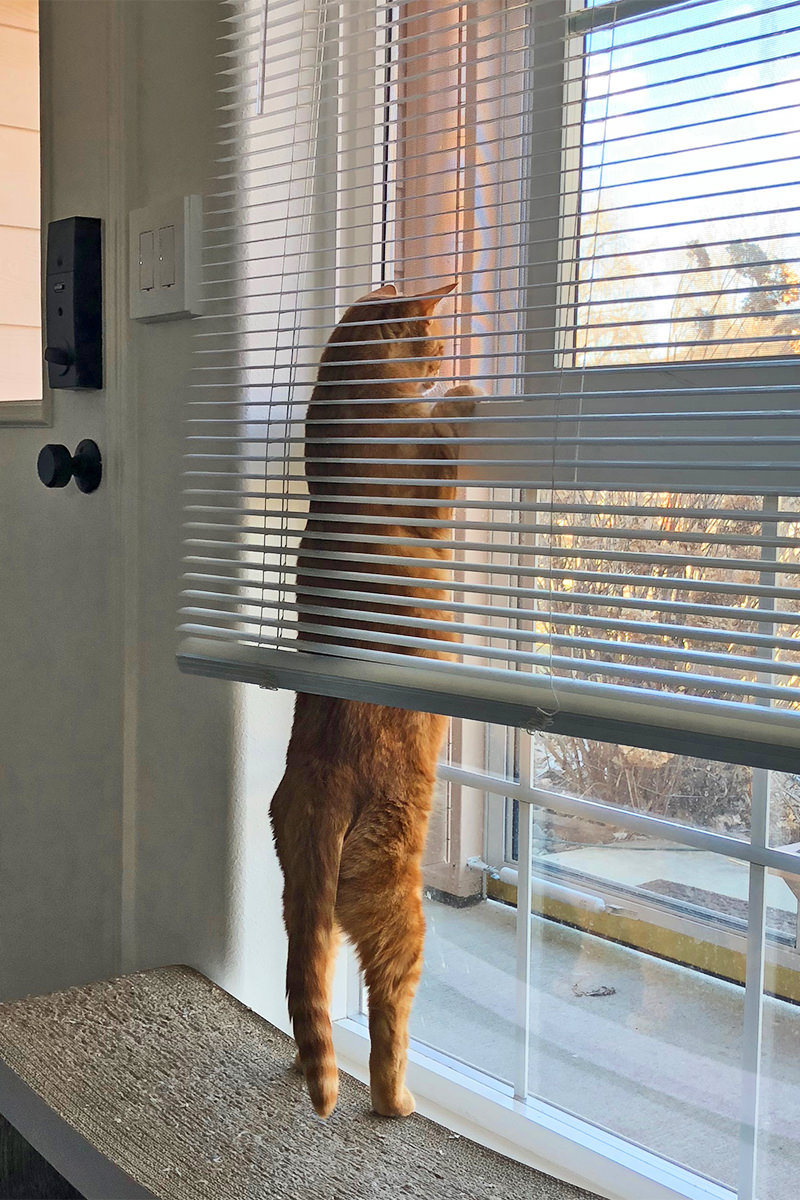 Jenny Watching Flies in the Catio