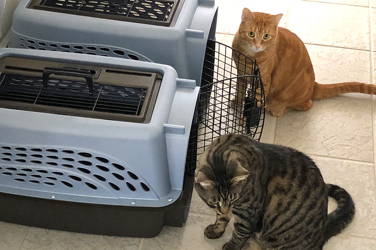 Jake and Jenny at the Kitty Carriers