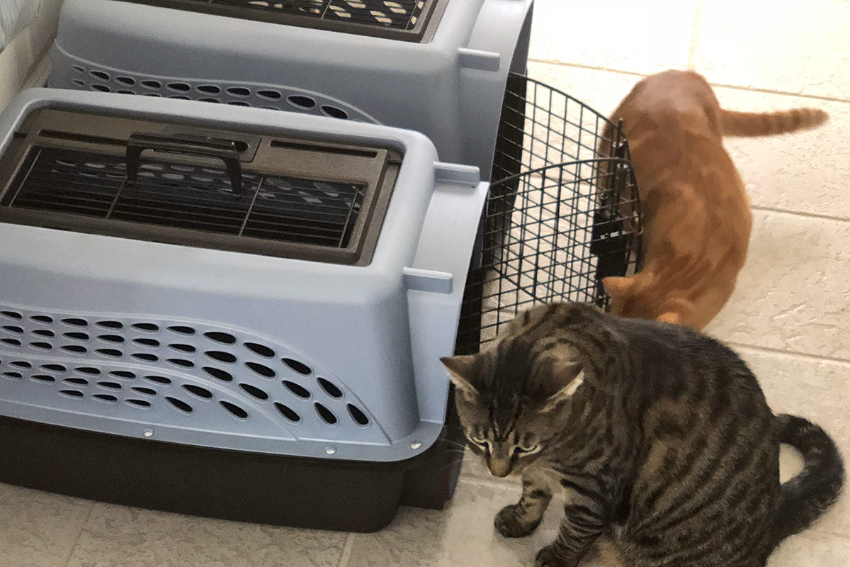 Jake and Jenny at the Kitty Carriers