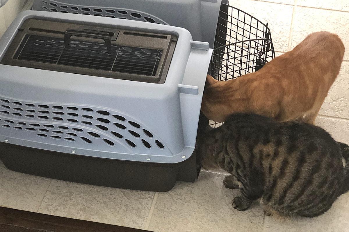 Jake and Jenny at the Kitty Carriers