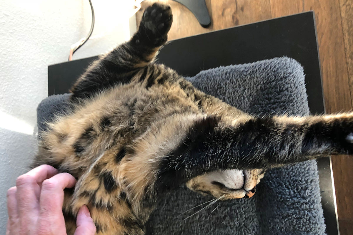 Kitty PTSD Belly Rubs
