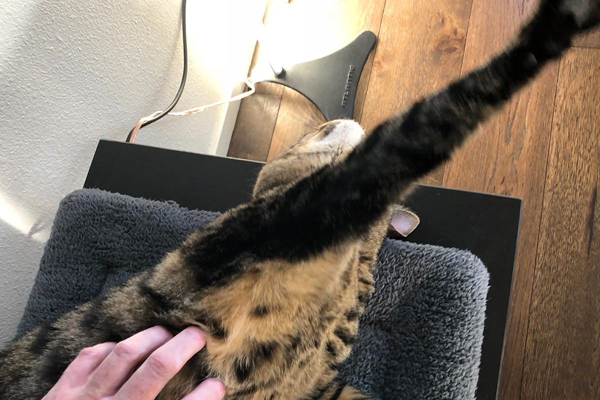 Kitty PTSD Belly Rubs