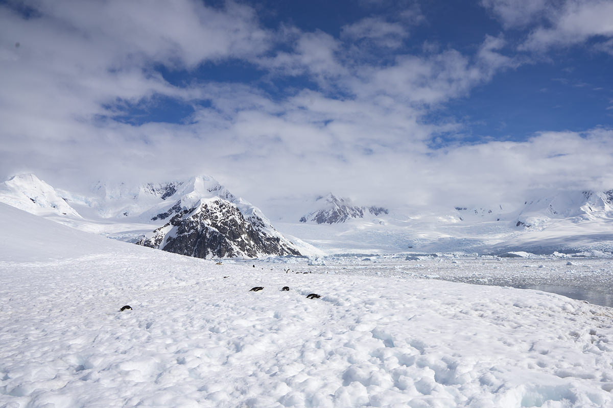 Neko Harbor Penguins, Antarctica