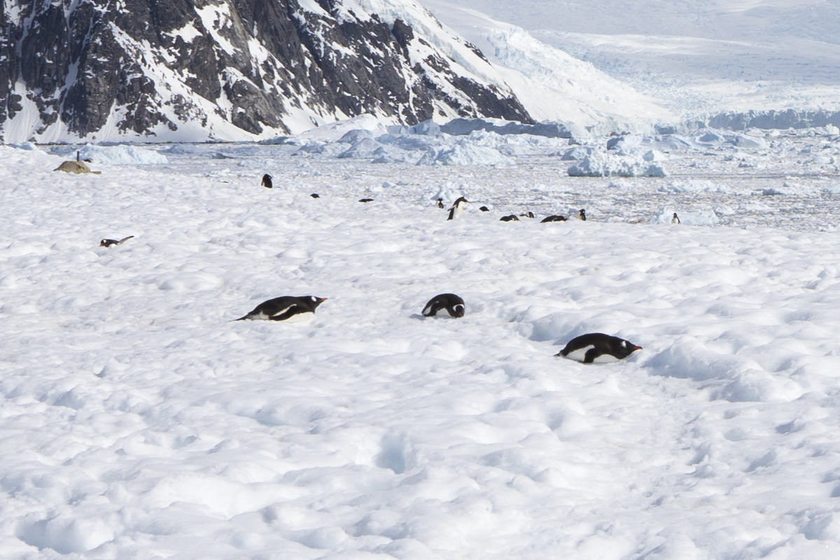 Neko Harbor Penguins, Antarctica