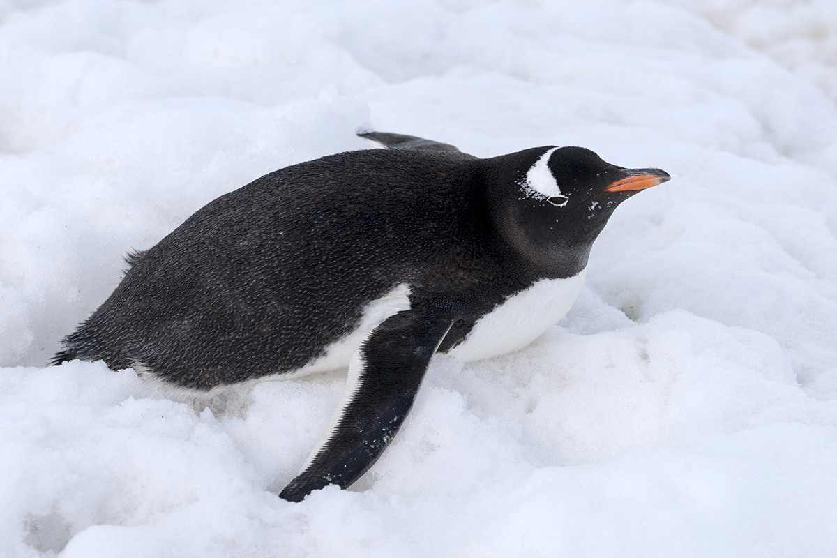 Neko Harbor Penguins, Antarctica