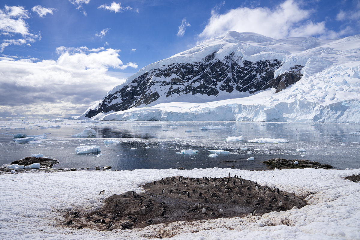 Neko Harbor Penguins, Antarctica