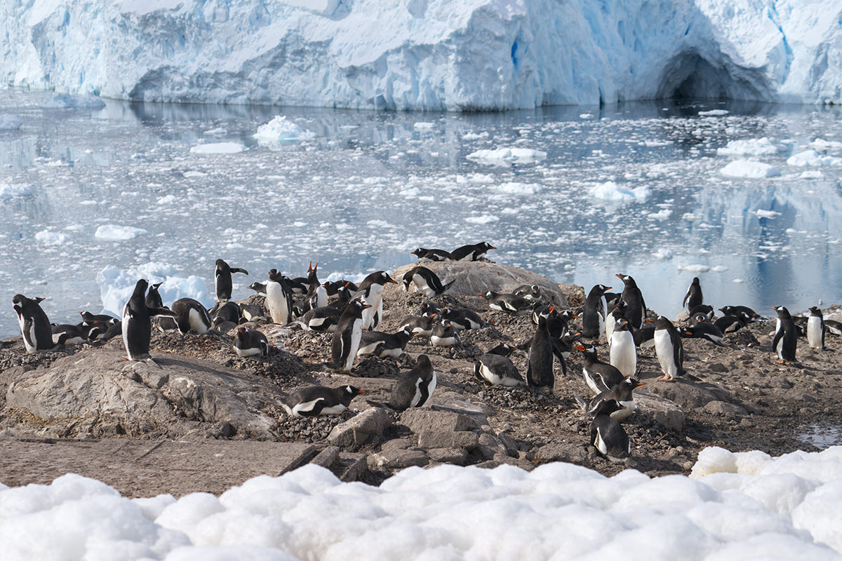 Neko Harbor Penguins, Antarctica