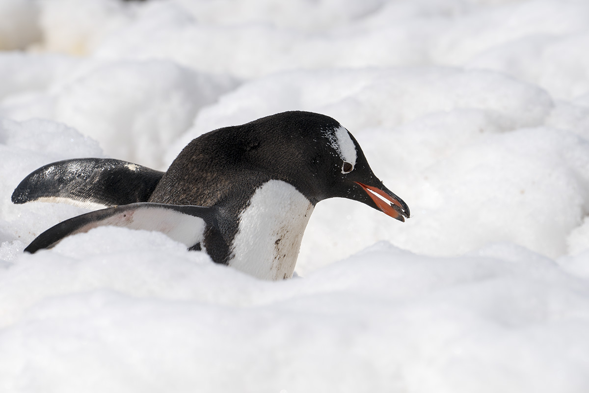 Neko Harbor Penguins, Antarctica