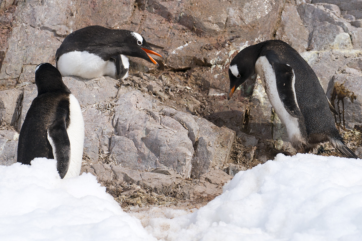 Neko Harbor Penguins, Antarctica