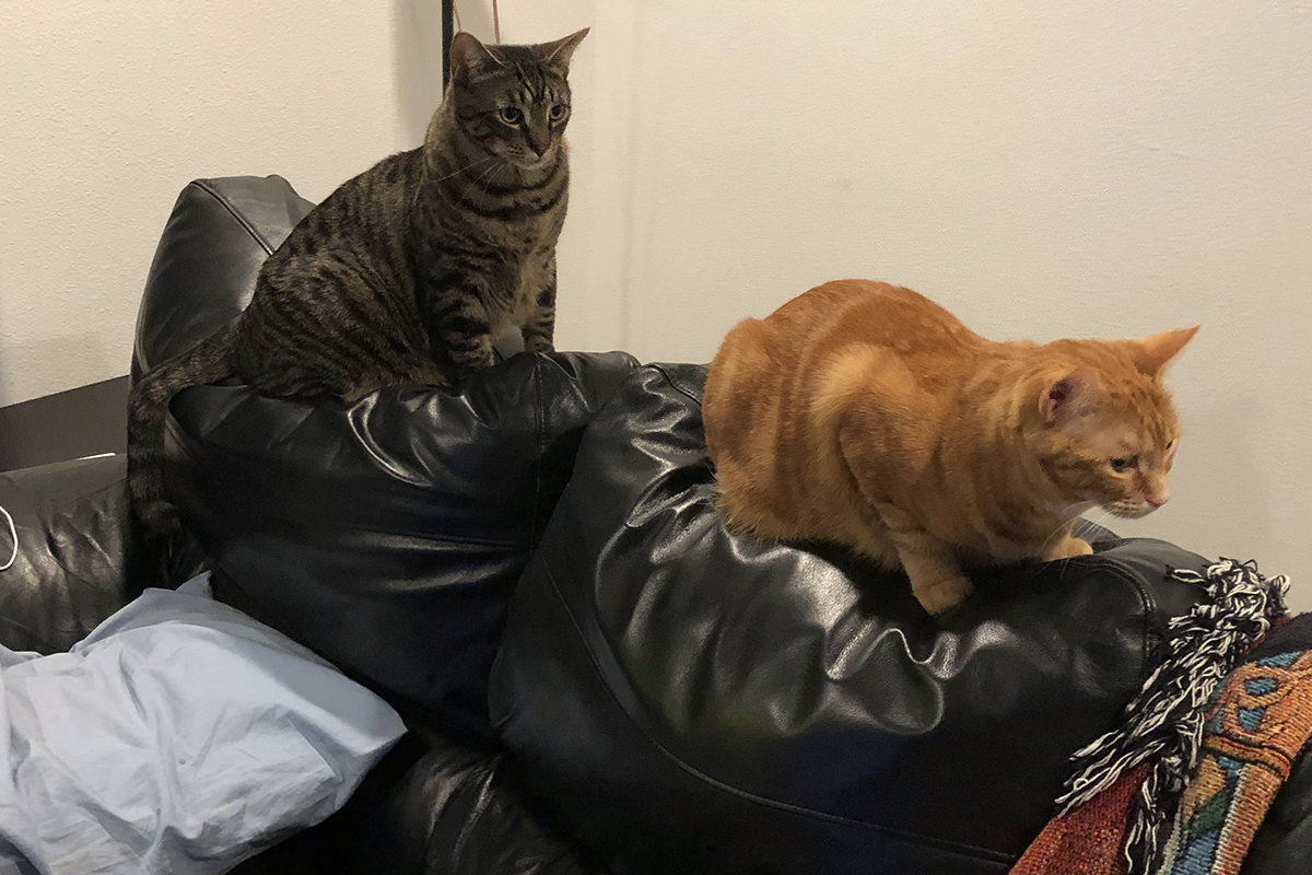 Cats on Couch Back