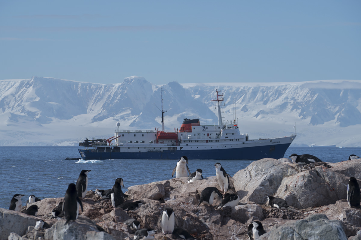 Penguins at Hydrurga Rocks