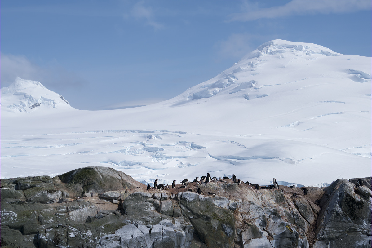 Penguins at Hydrurga Rocks