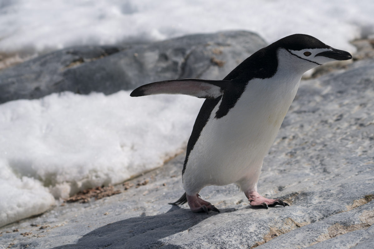 Penguins at Hydrurga Rocks