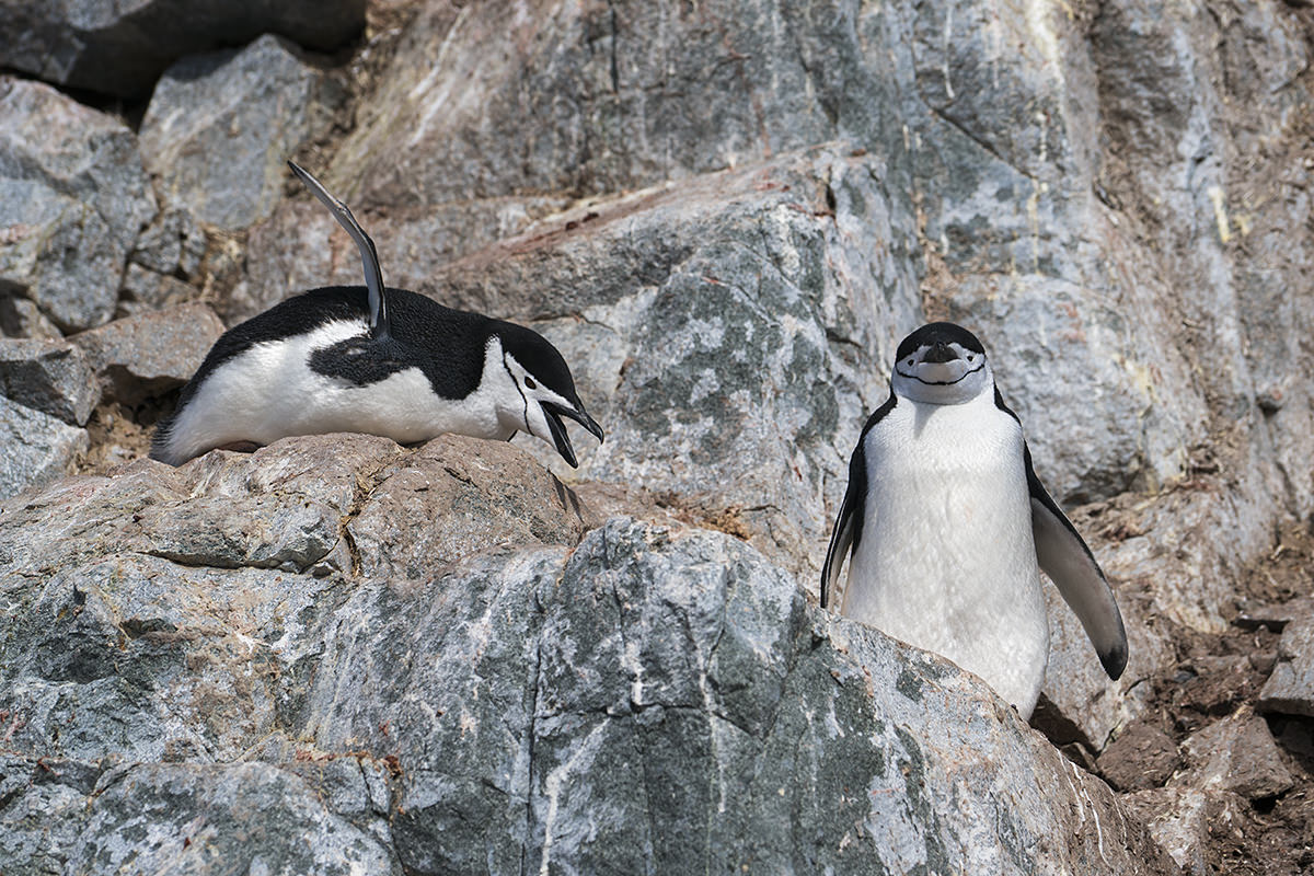 Penguins at Hydrurga Rocks