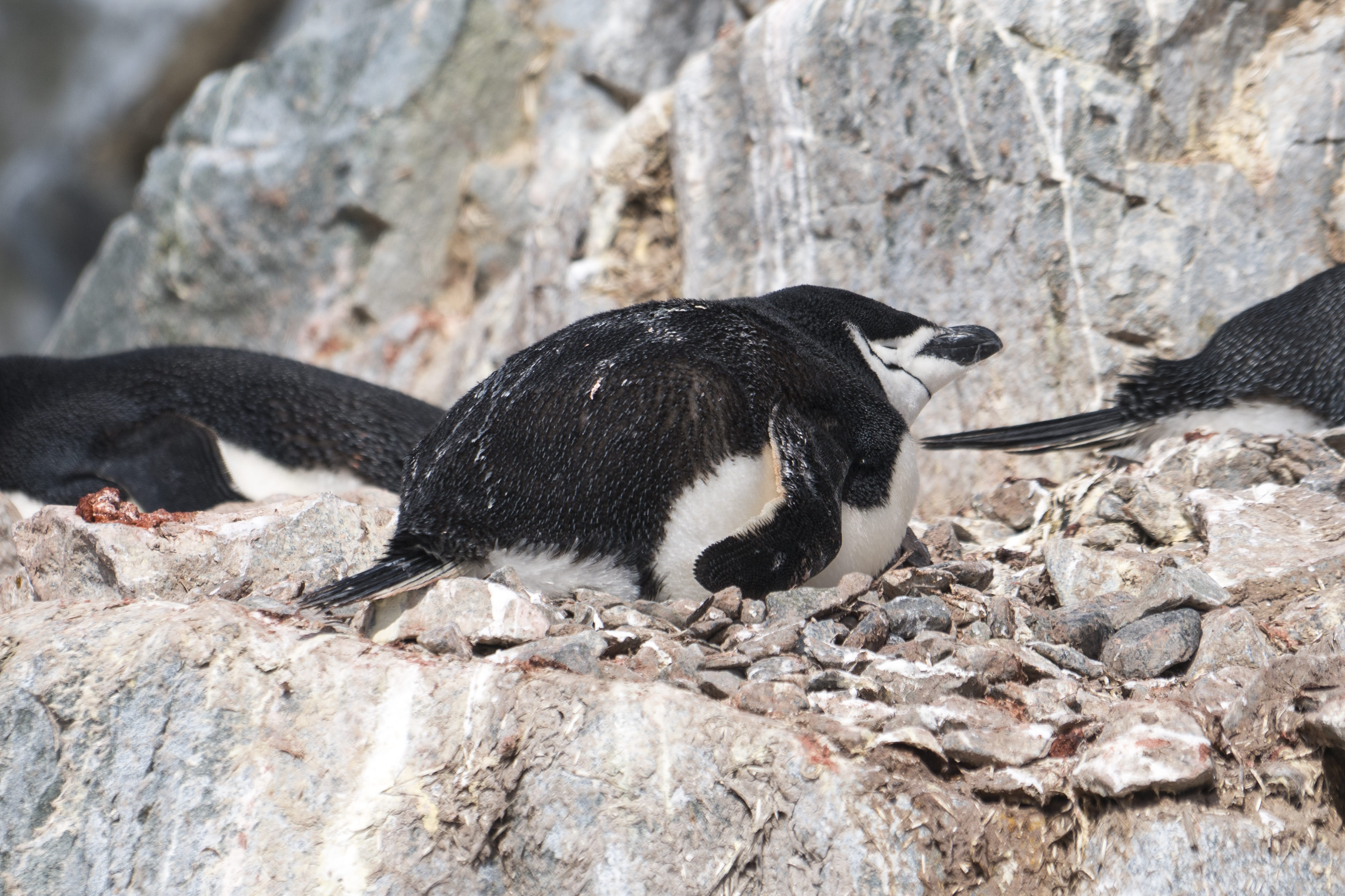 Penguins at Hydrurga Rocks