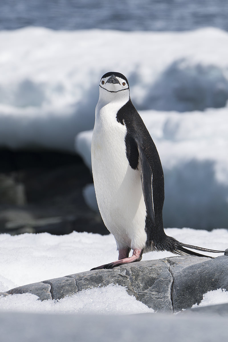 Penguins at Hydrurga Rocks