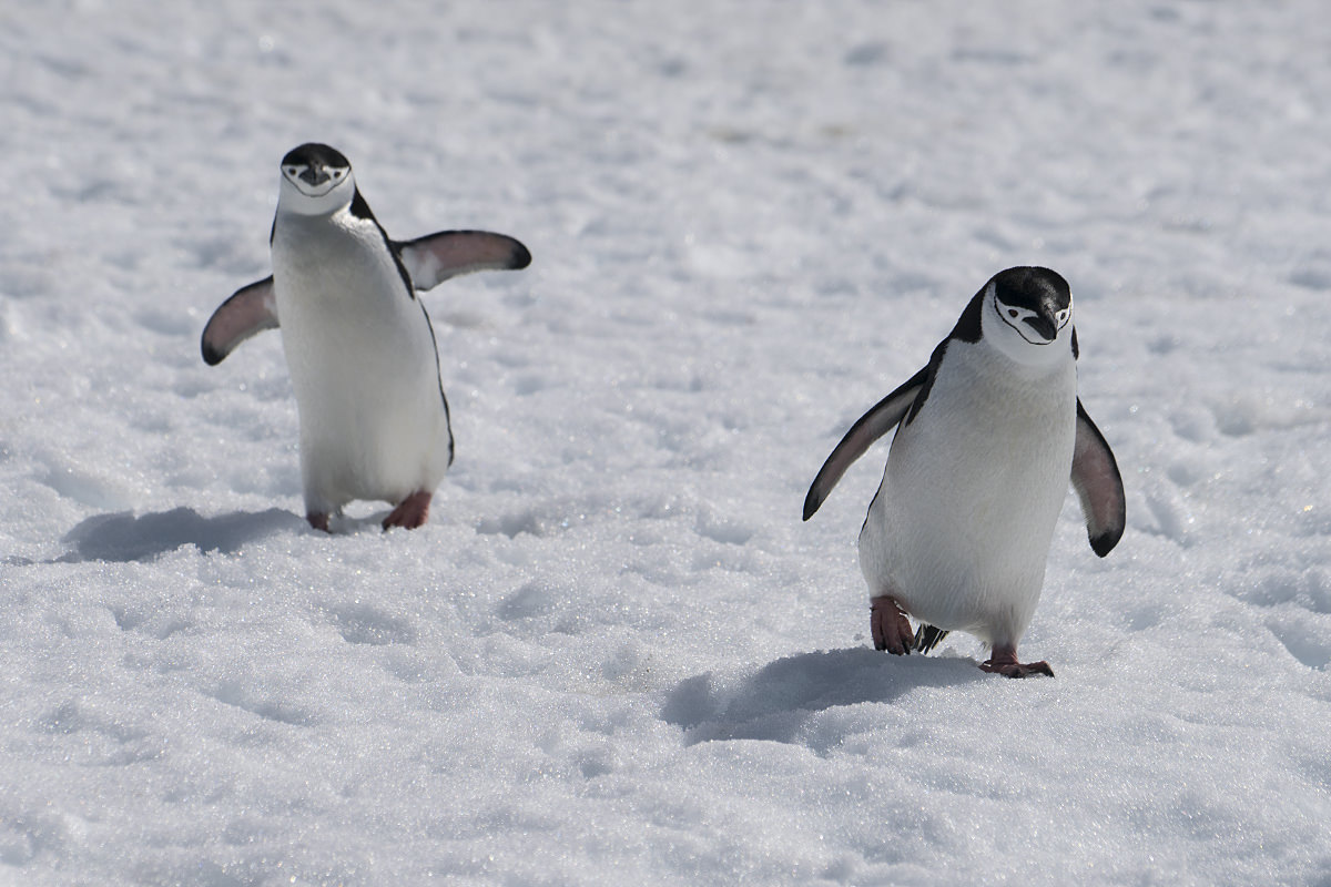 Penguins at Hydrurga Rocks