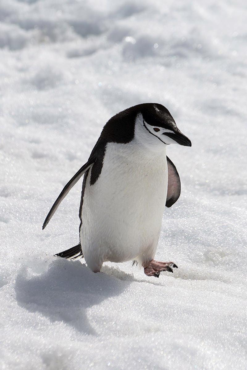 Penguins at Hydrurga Rocks