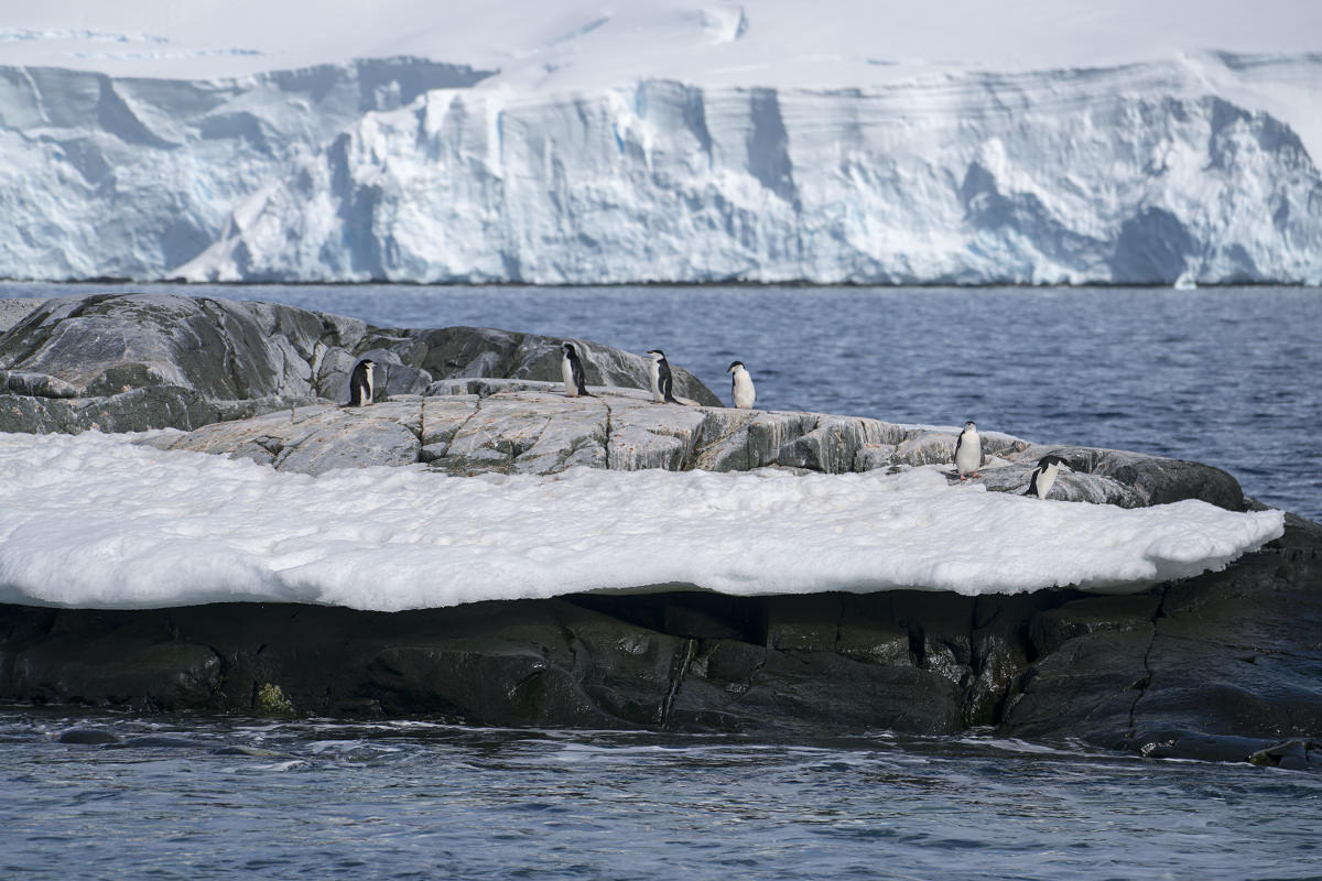 Penguins at Hydrurga Rocks