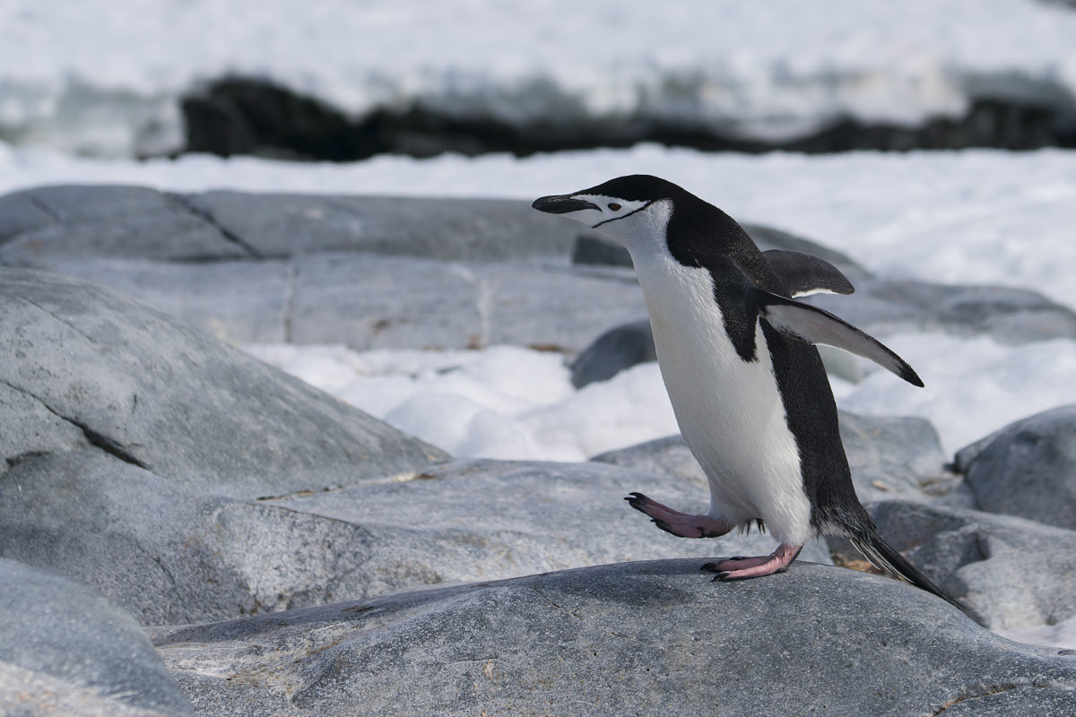 Penguins at Hydrurga Rocks