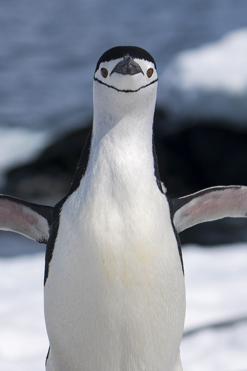 Penguins at Hydrurga Rocks