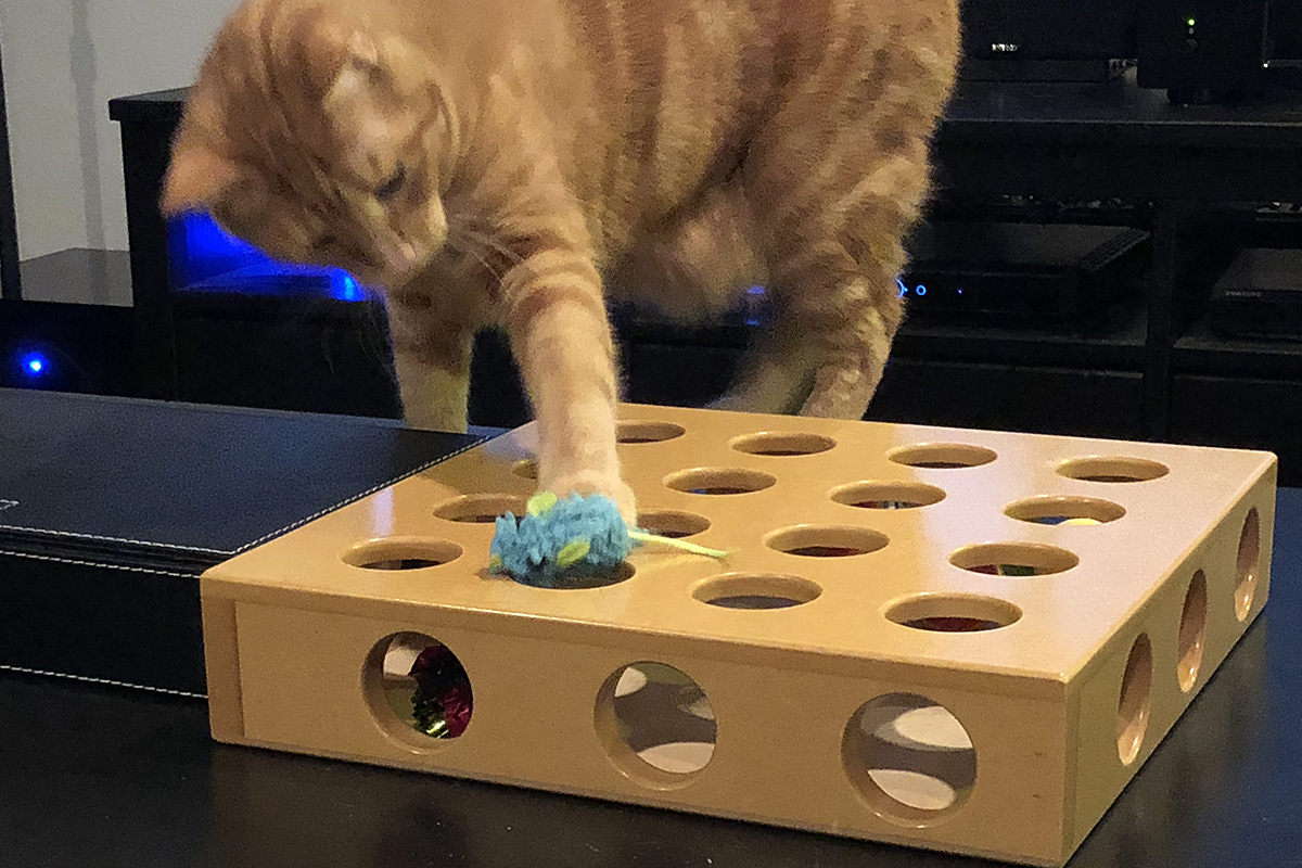 Jenny and the Cat Toy Box