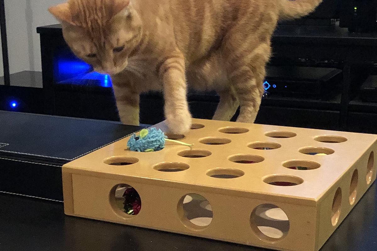 Jenny and the Cat Toy Box