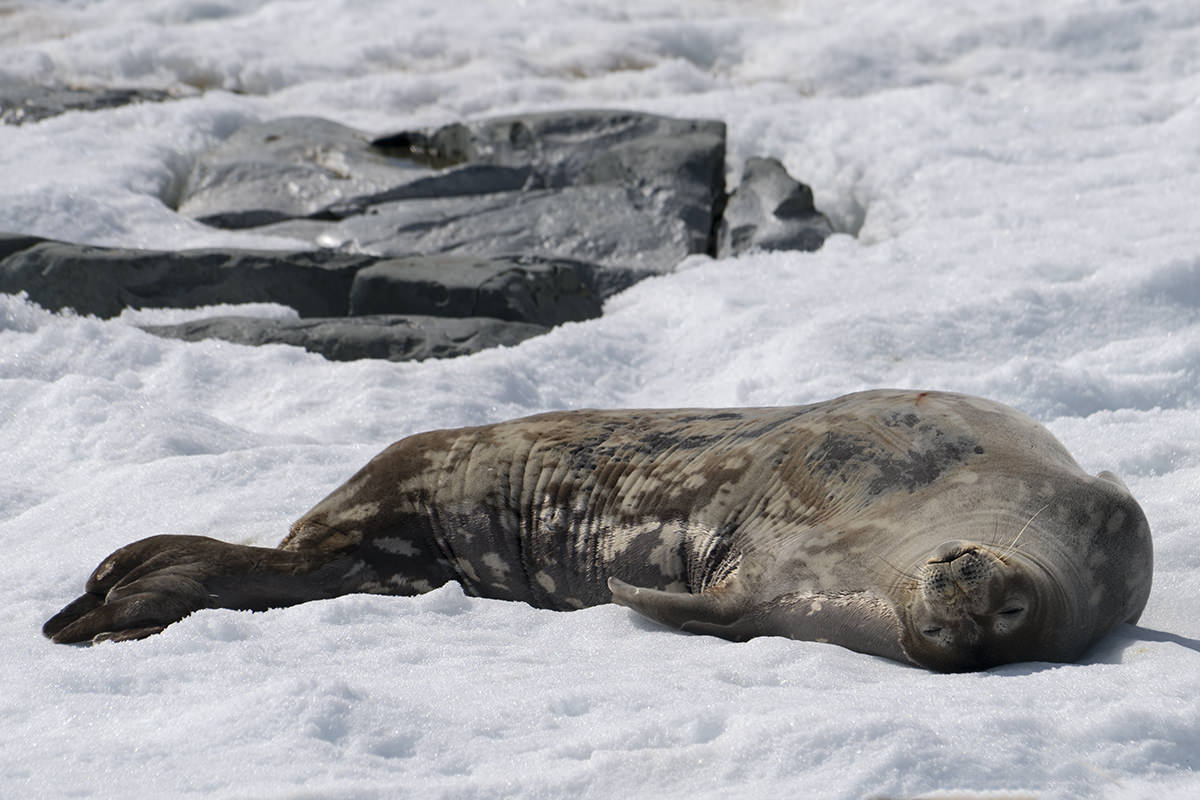 Seals at Hydrurga Rocks