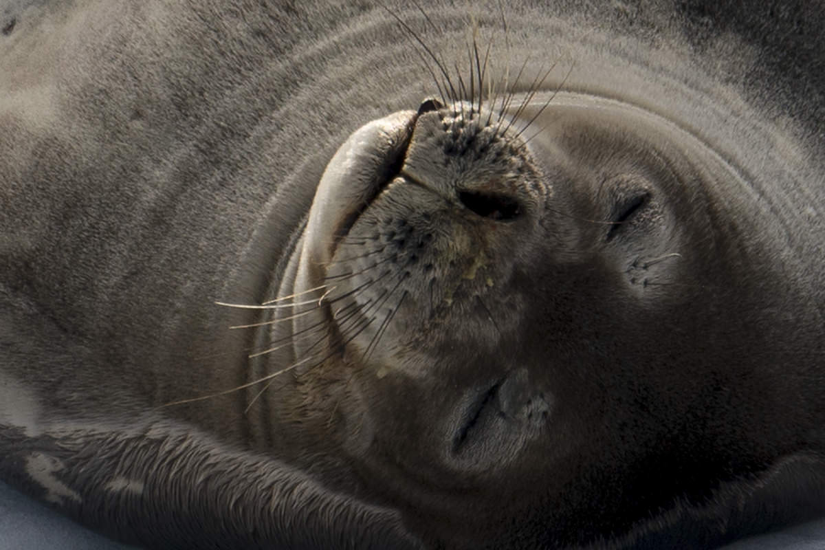 Seals at Hydrurga Rocks