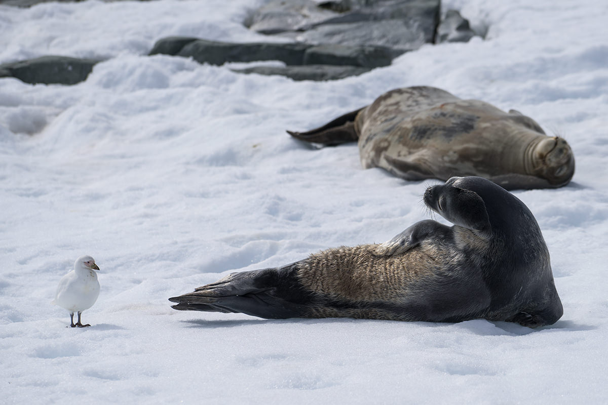 Seals at Hydrurga Rocks