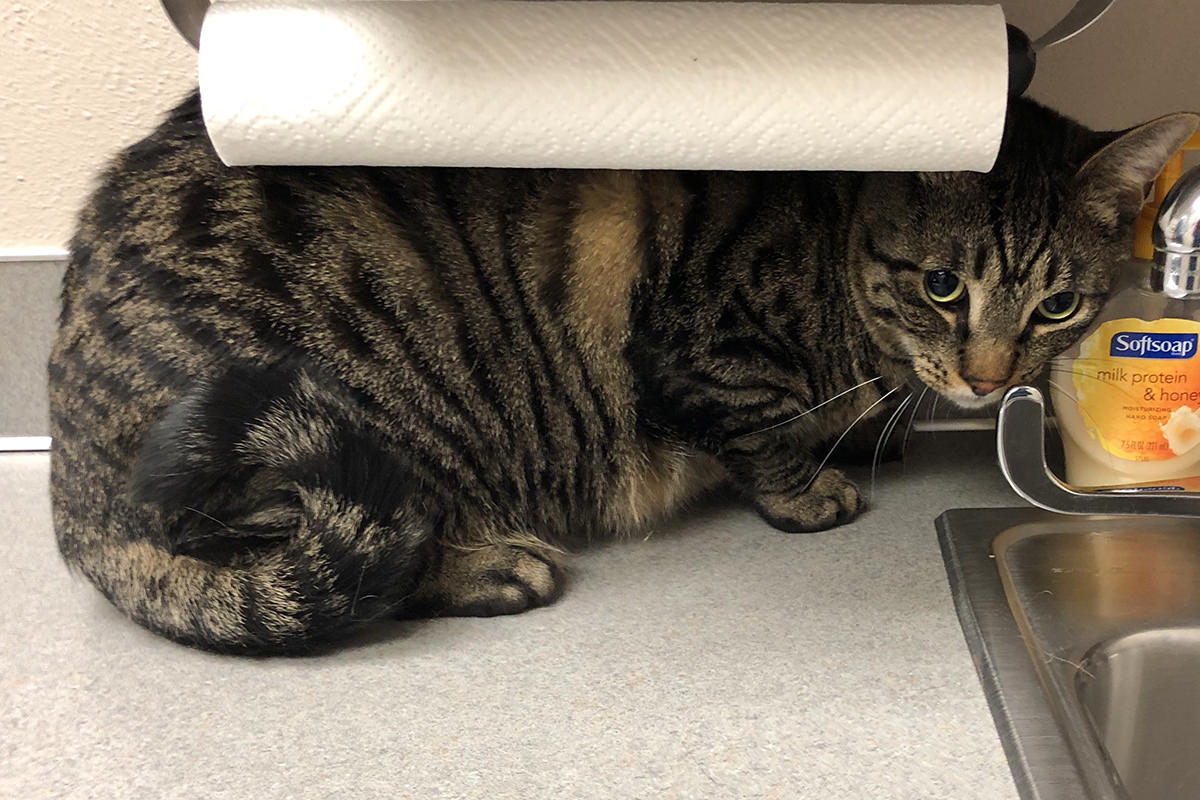 Vet Visit Two Point Oh