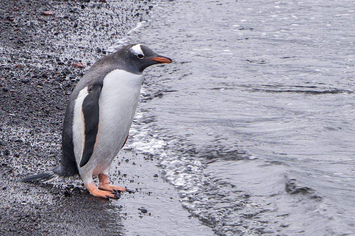 Deception Island Antarctica