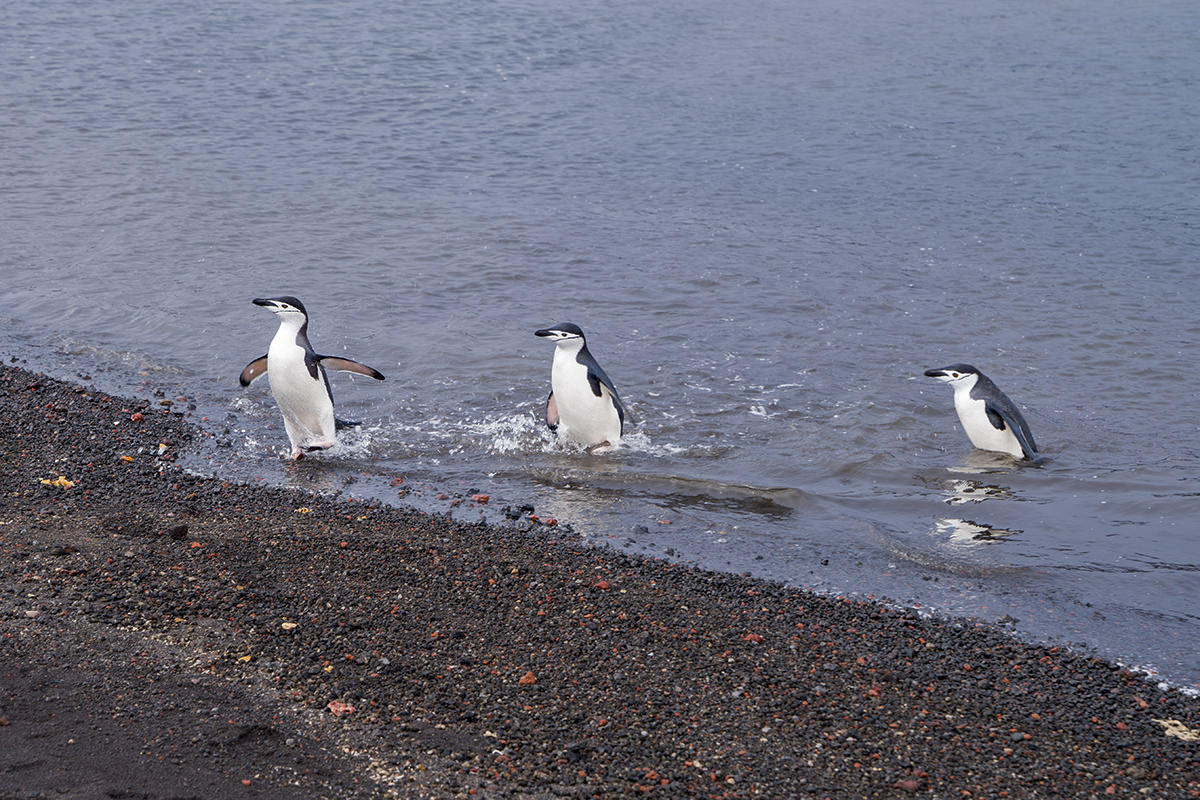 Deception Island Antarctica