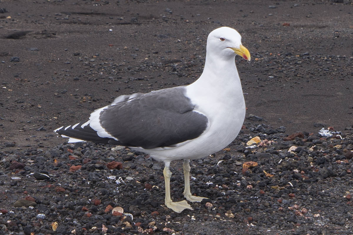 Deception Island Antarctica