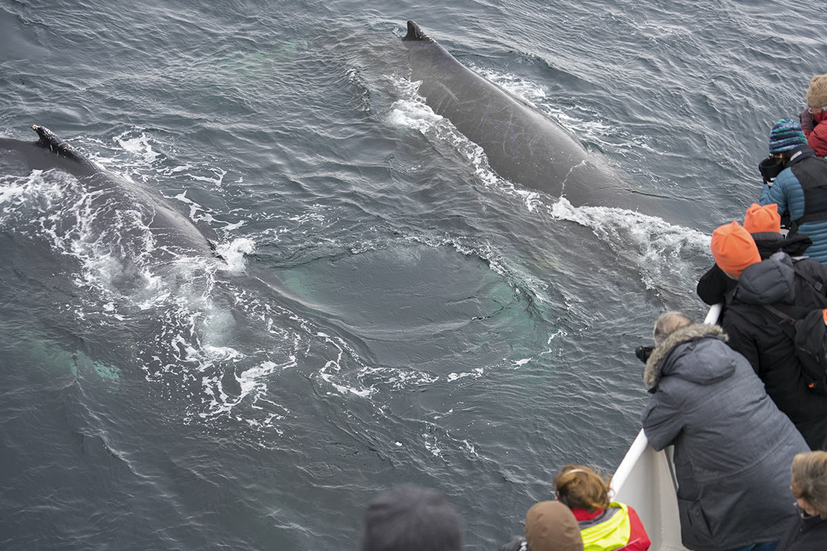 Whales of Antarctica