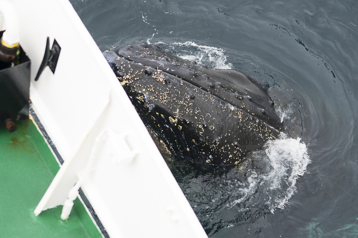 Whales of Antarctica