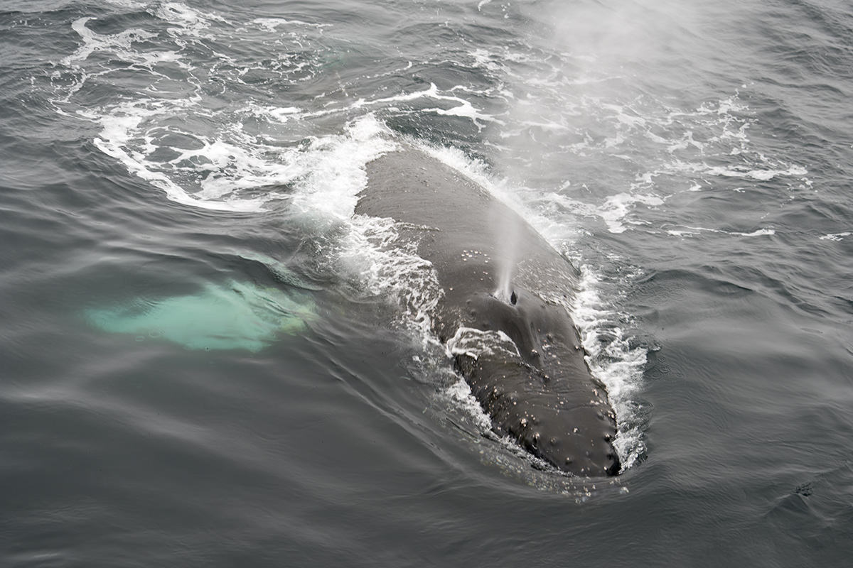 Whales of Antarctica