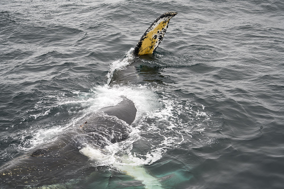 Whales of Antarctica