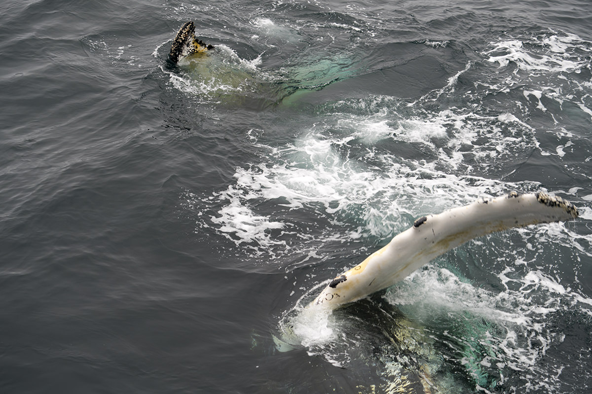 Whales of Antarctica